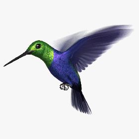 Green-Crowned Woodnymph Hummingbird (Animated) model